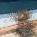 What to Do After a Bed Bug Exterminator Treatment